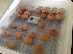 Day 19: Egg Turner is Out, Younger Eggs are Marked