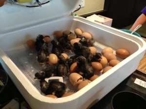 Our newest batch of chicks, super successful!