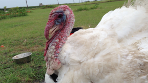 This Turkey's Close Up, really neat how the neck and head change colors from blue to red!