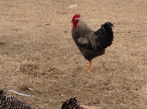 Heir to the Throne of Hens. My pretty rooster from a Red Hen and Barred Rock Dad. I heard if the dad would have been the Red he could be called a black sexlink. Eitehr way, he is gawgeous and timid, so my pic is kind of far from him. 