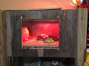 A far out shot of the redneck TV with the one week old chicks!