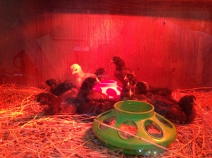 One Week Old Chicks Enjoying the Space