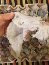Dryer Lint- Yes, now you have a reason to remember to clean your lint trap..you are not only preventing a fire from starting because of your neglected lint trap, but you are using the lint to eventually make a fire! Weird recycling thought :)