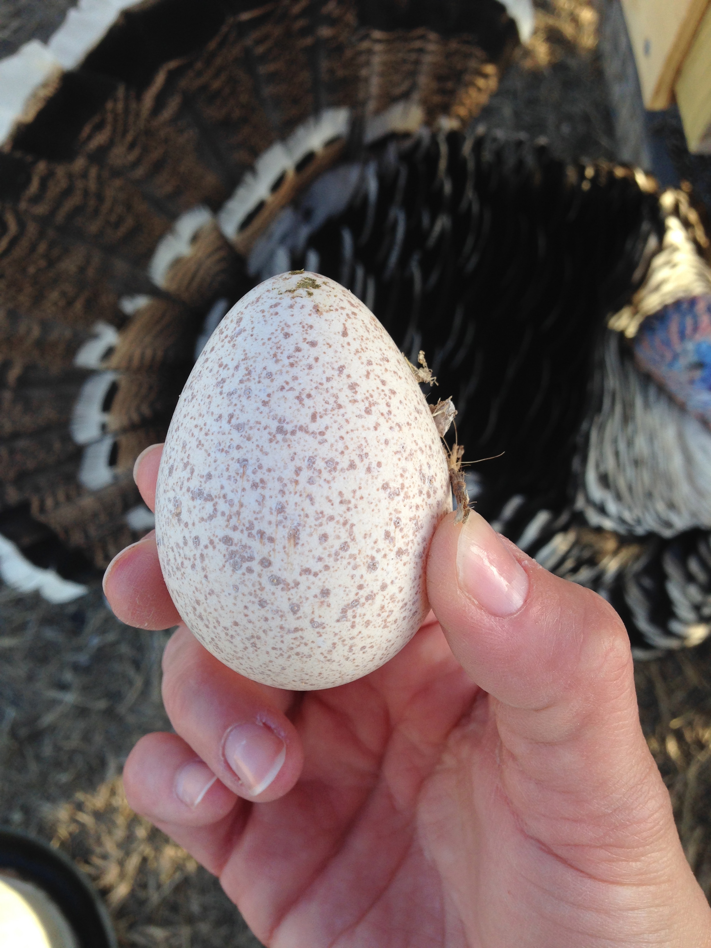 Our First Turkey Egg!
