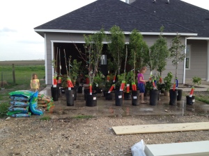 Helping Time Pass During the Rebuild...planting lots of trees and shrubs