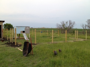 Helping Time PAss During Rebuild...Building Fences....lots of fences