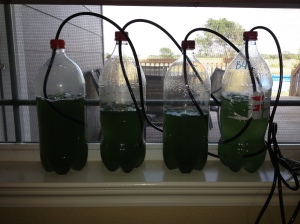My Attempt at Growing Spirulina:) 2012-2013