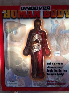 A great resource for kids learning about the human body. They can touch and look at the major organs and skeletal system, and has brief descriptions inside.