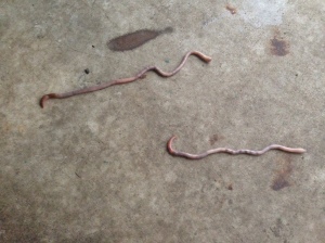 Longest Earth Worms I have EVER SEEN! One was 16