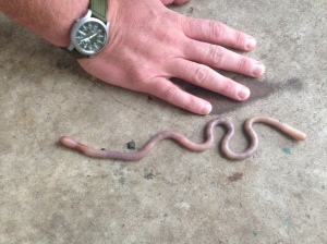 HOLY COW! Compared to Crab's hand it looked like a baby snake..(shivers)