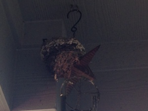 This is my EXTREME BARN SWALLOW NEST! Babies are in there, but still too little to begin flying. But man, can they SWING!