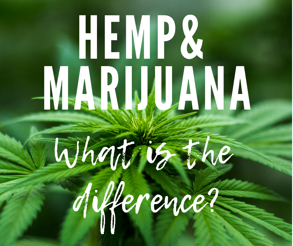 What is the Difference Between Marijuana and Hemp?